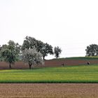 Frühling im Odenwald bei Heidelberg