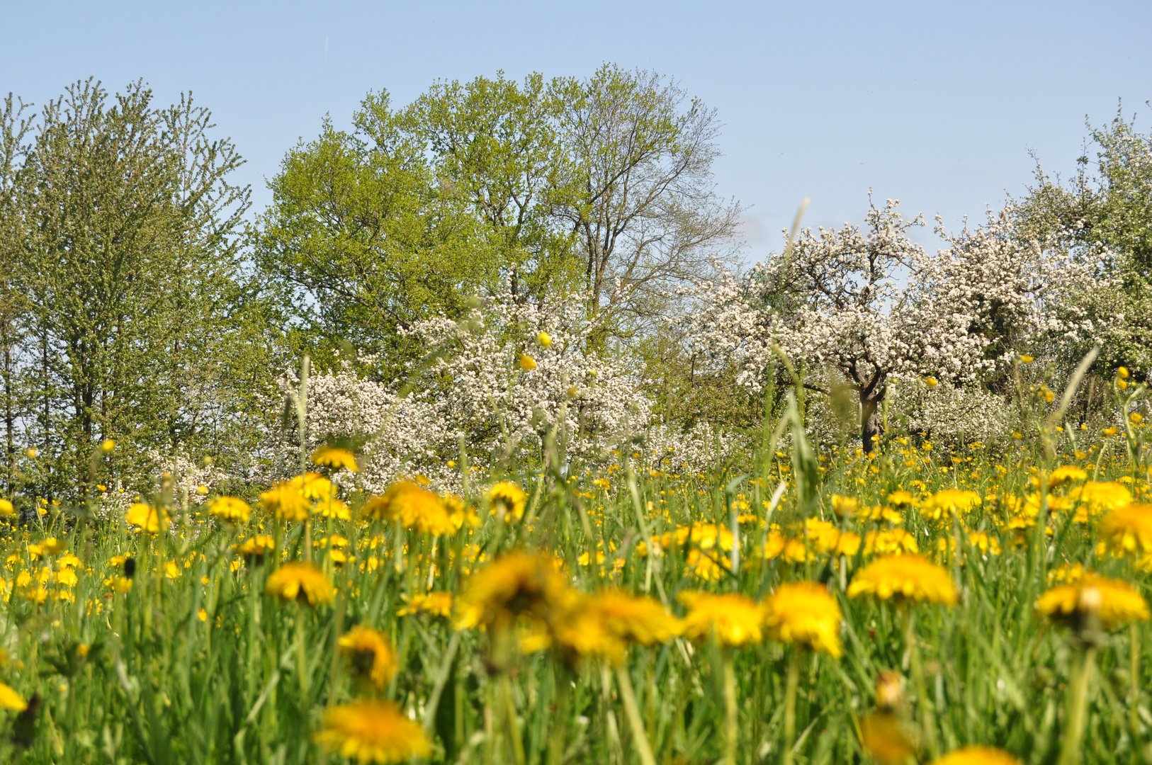 frühling im odenwald