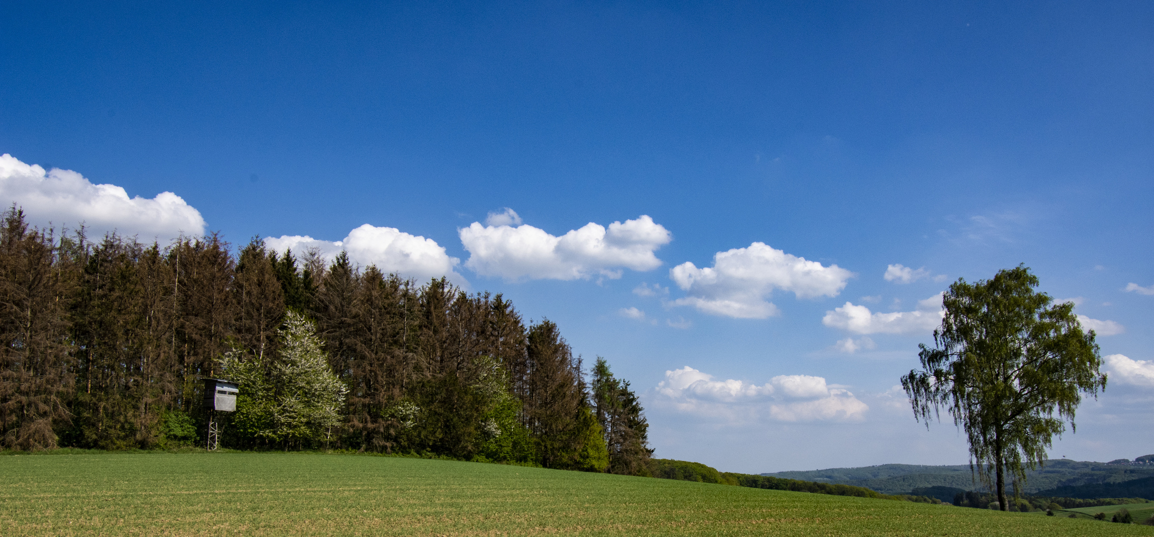 Frühling im Odenwald_1