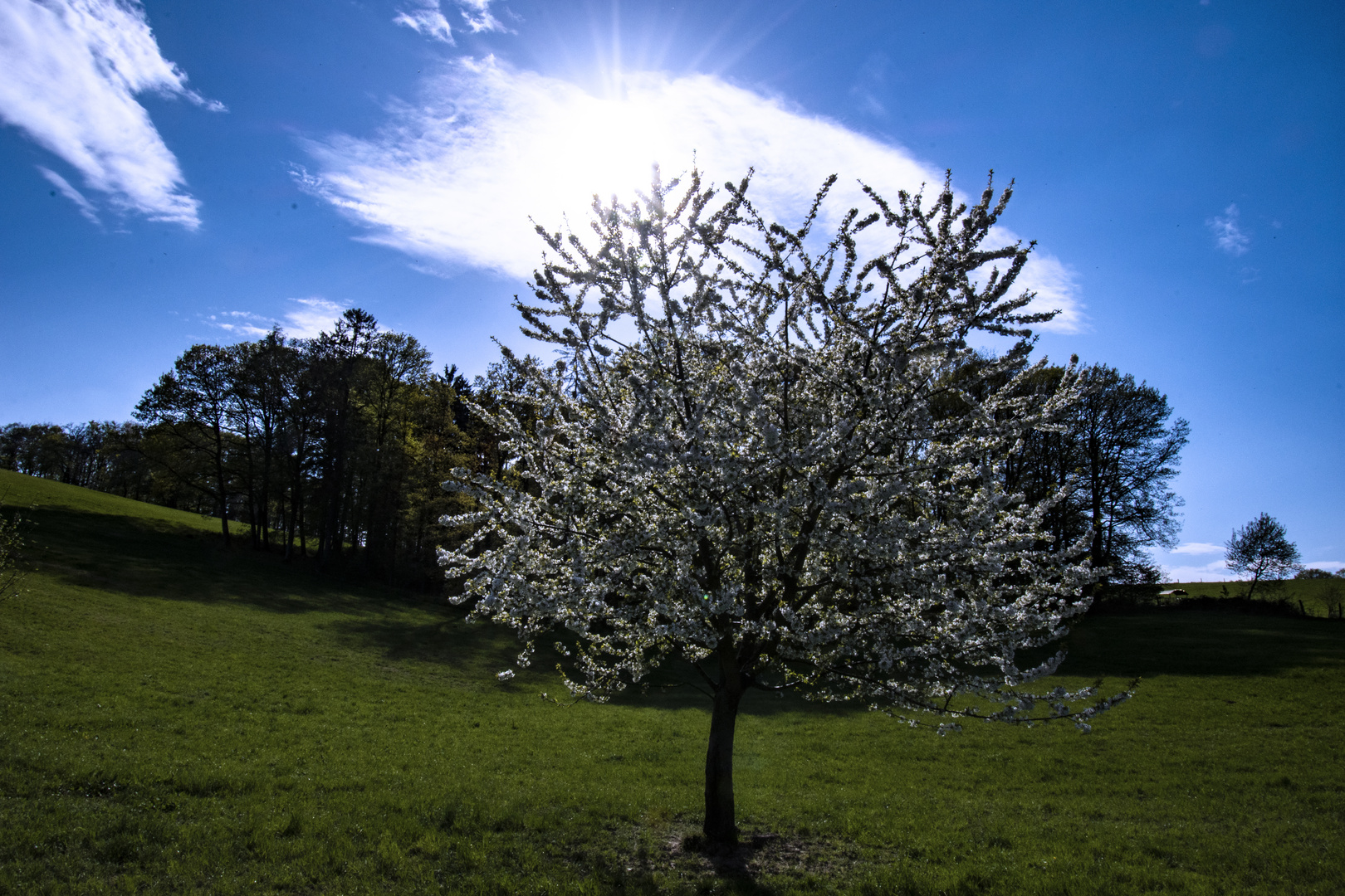 Frühling im Odenwald_3