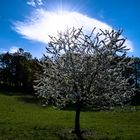 Frühling im Odenwald_3