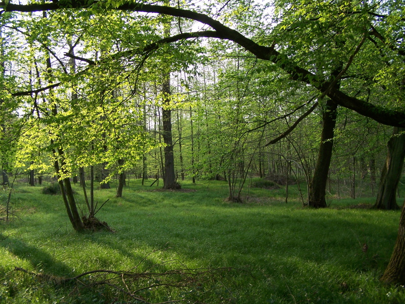 Frühling im Ötigheimer Wald