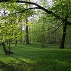 Frühling im Ötigheimer Wald