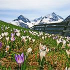 Frühling im Ötztal