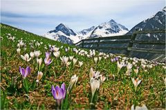 Frühling im Ötztal