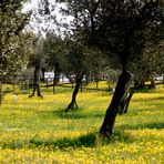 Frühling im Olivenhain