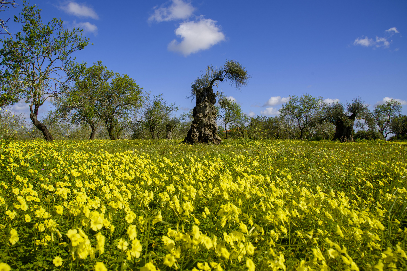 Frühling im Olivenhain