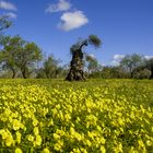 Frühling im Olivenhain