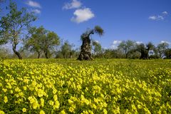 Frühling im Olivenhain