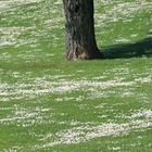 Frühling im Olympiapark 03