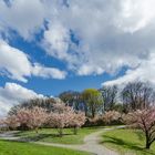 Frühling im Olympiapark - 3