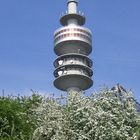 Frühling im Olympiapark