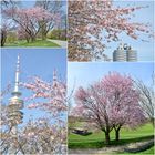 Frühling im Olympiapark