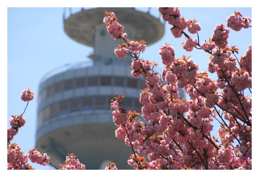 Frühling im Olympiapark