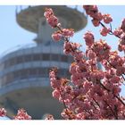 Frühling im Olympiapark