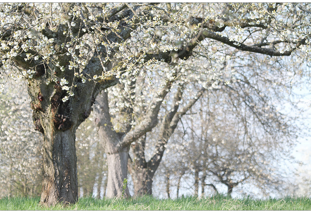 frühling im original..-)