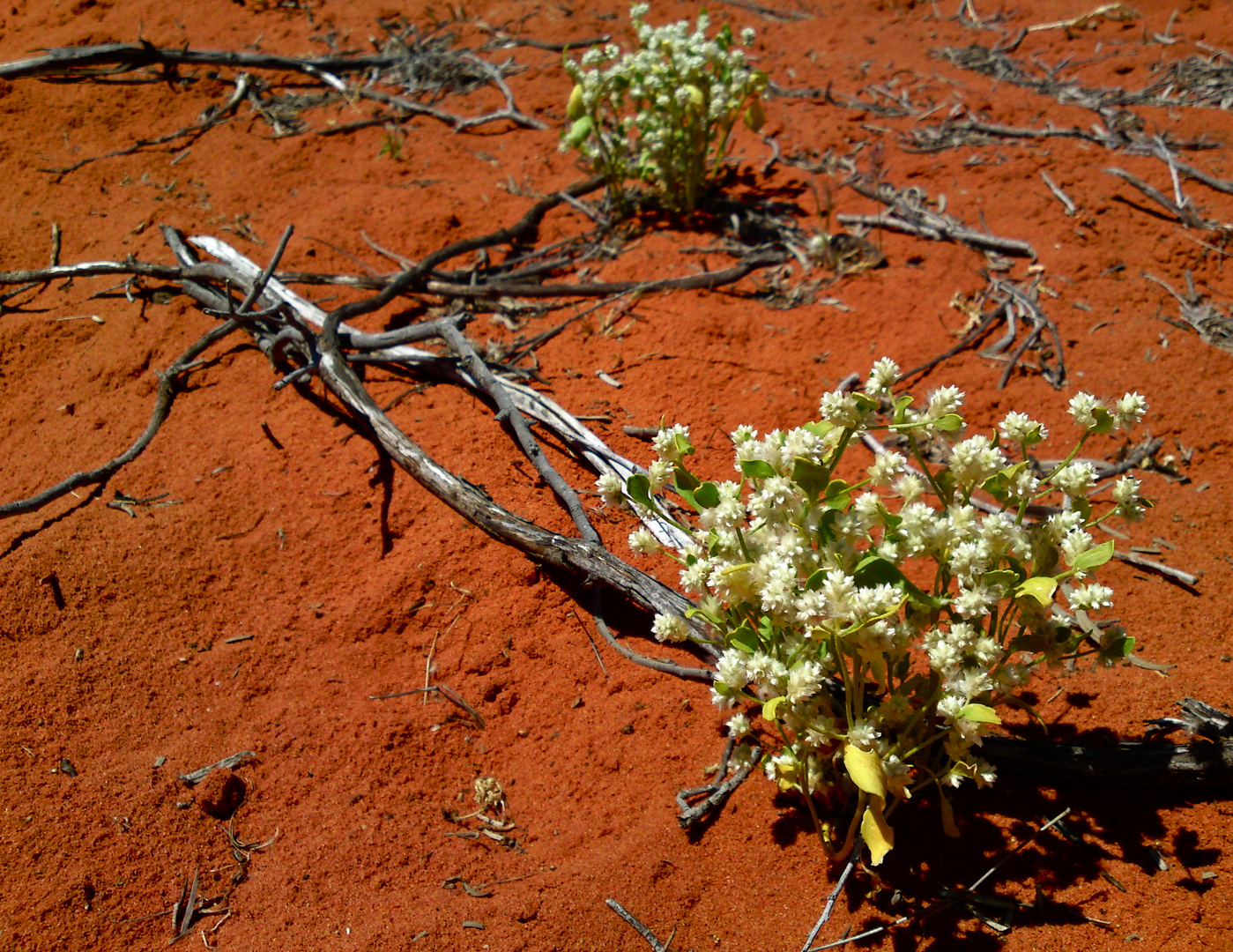 Frühling im Outback