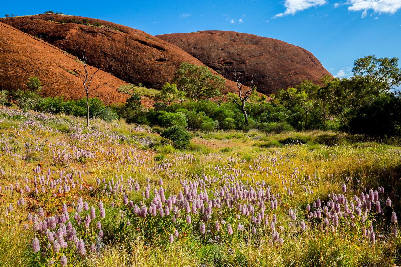 Frühling im Outback