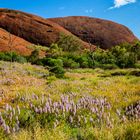 Frühling im Outback