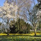 Frühling im Palmengarten