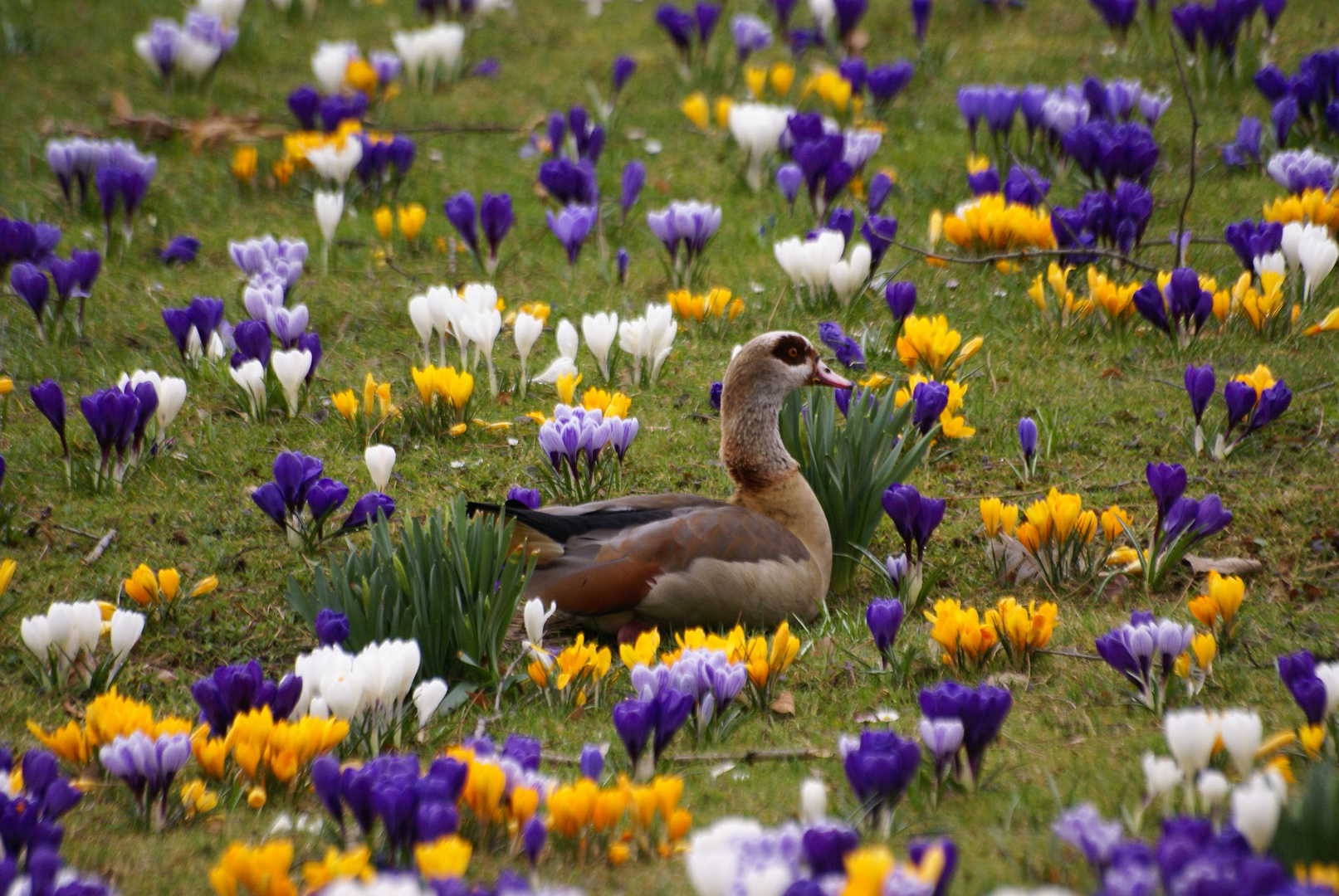 Frühling im Palmengarten