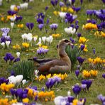 Frühling im Palmengarten