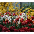 Frühling im Palmengarten Frankfurt