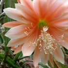 Frühling im Palmenhaus