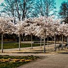 Frühling im Park