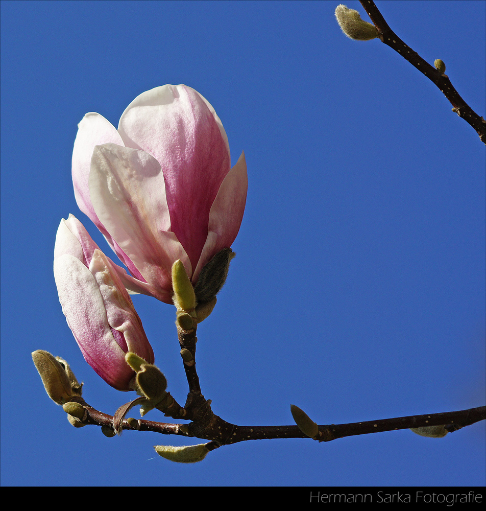 Frühling im Park