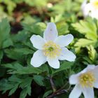 Frühling im Park