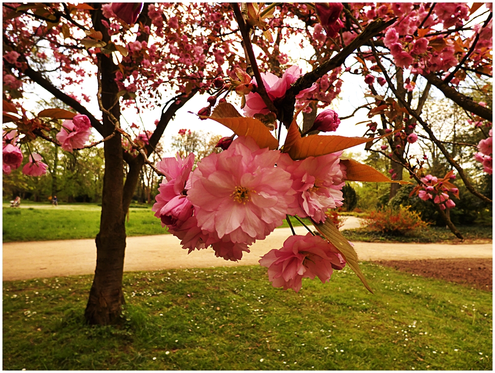 Frühling im Park (1)