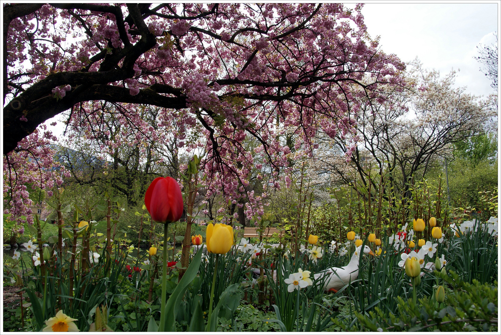 Frühling im Park (1)