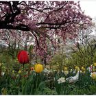 Frühling im Park (1)