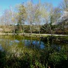 Frühling im Park 1