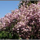 Frühling im Park 1