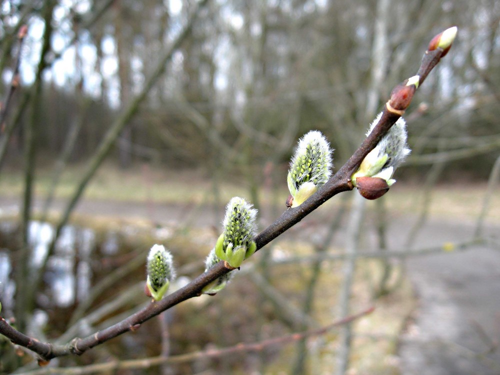 Frühling im Park 1