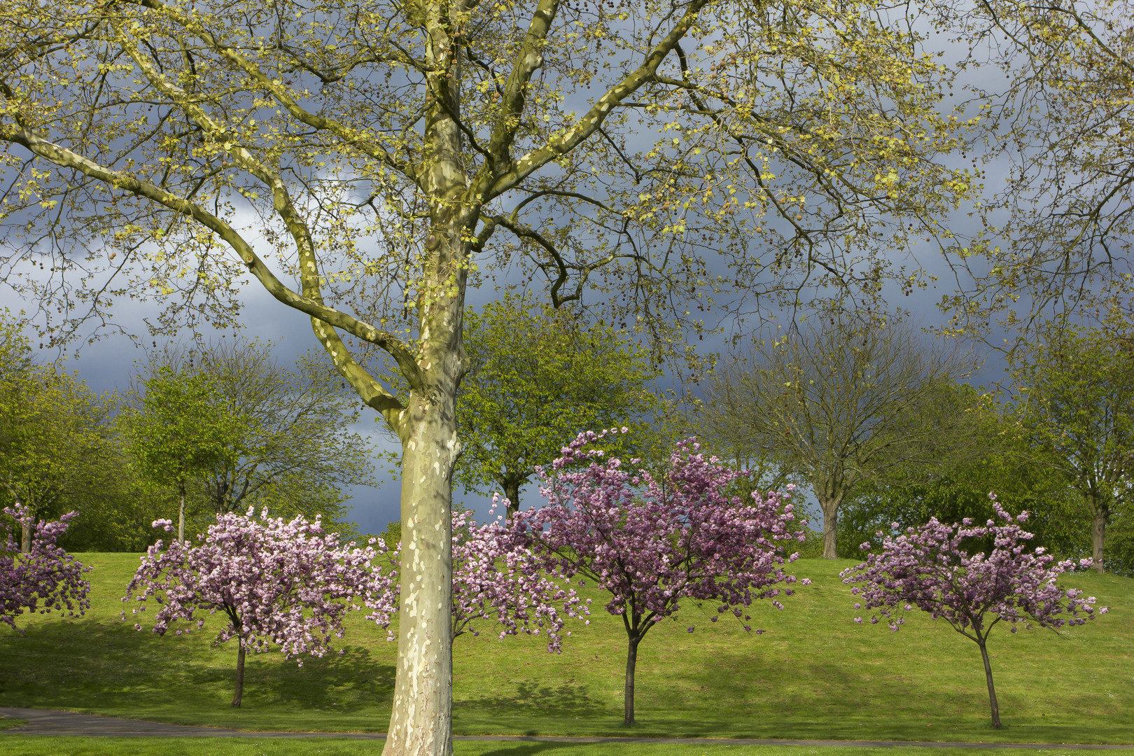 Frühling im Park 2