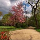 Frühling im Park (2)