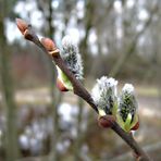 Frühling im Park 2