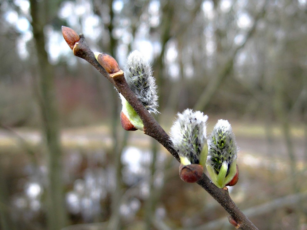 Frühling im Park 2