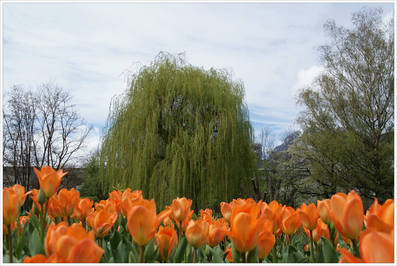 Frühling im Park (2)