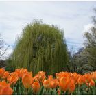 Frühling im Park (2)