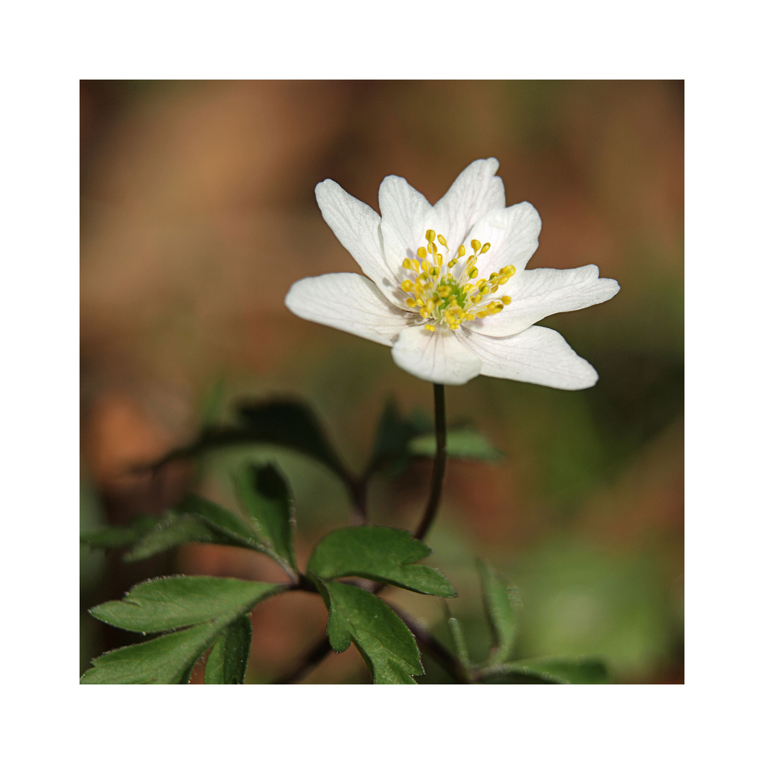 Frühling im Park 2