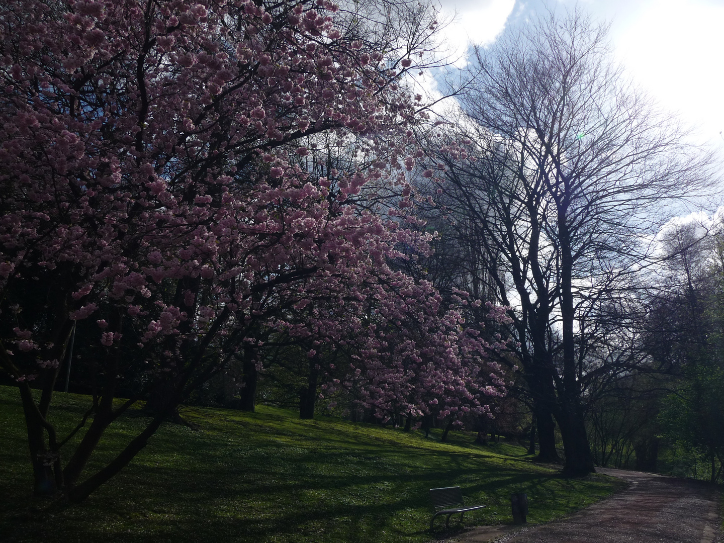 Frühling im Park