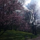 Frühling im Park