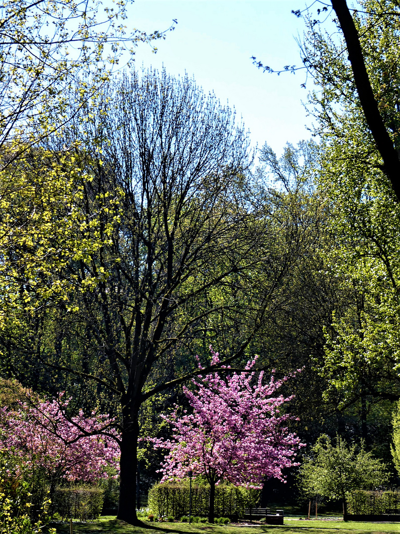 Frühling im Park