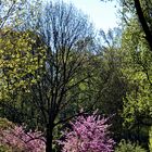 Frühling im Park