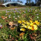 Frühling im Park