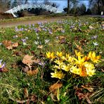 Frühling im Park